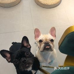 澳门六狗肖,快速解答方案实践_FDP29.973复古版