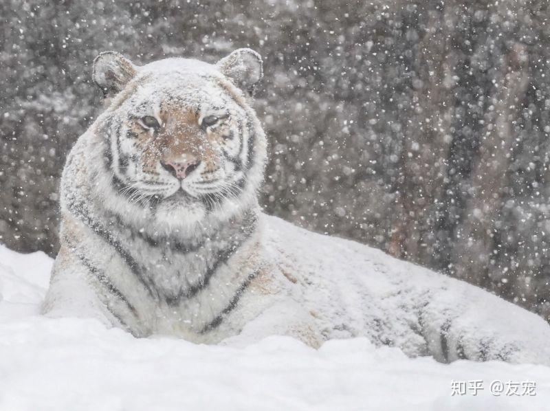 白老虎新澳门2024年1月9日,实地验证研究方案_RJU29.835内容创作版