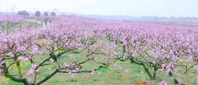 江夏郑店最新动态更新,最新发展及资讯汇总