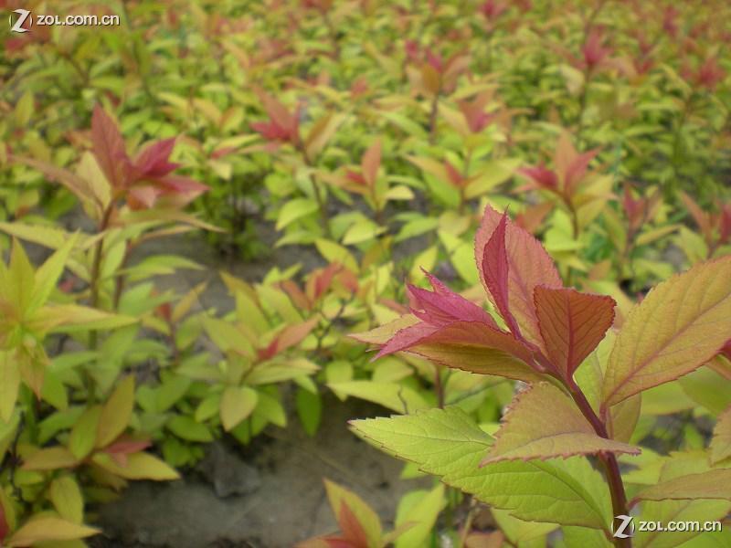 新奥彩294444cm,植物保护_LUV49.787复兴版