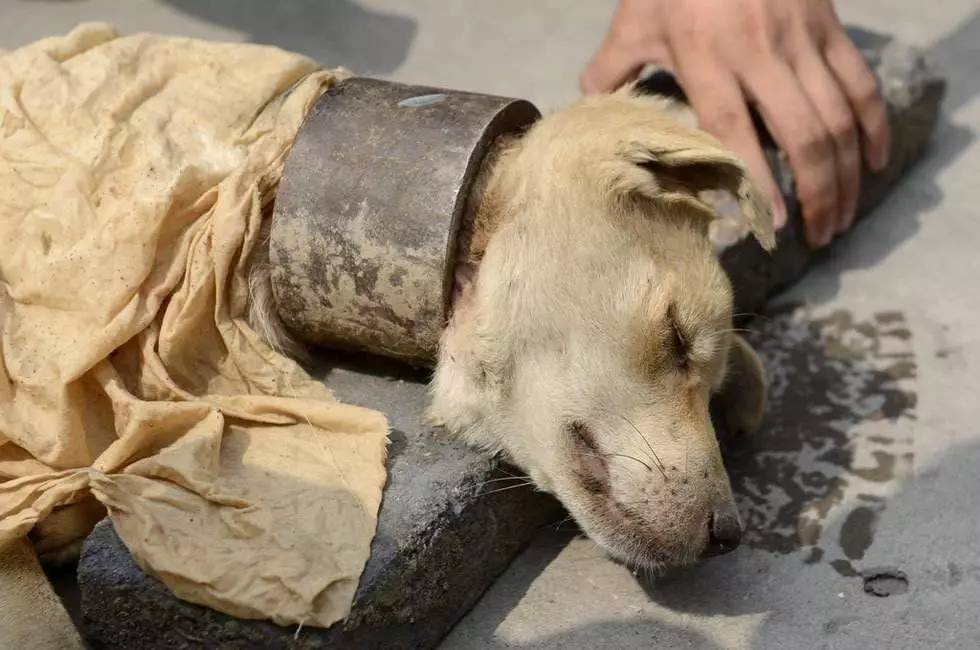 最新虐狗视频大全深度探讨与反思，要点详解解析