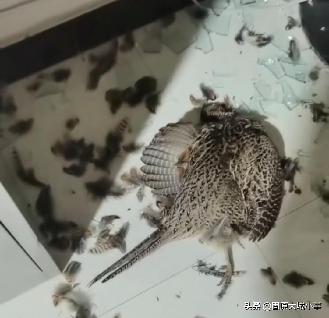 固原院子出售最新消息，小巷深处的独特风情小院独家报道