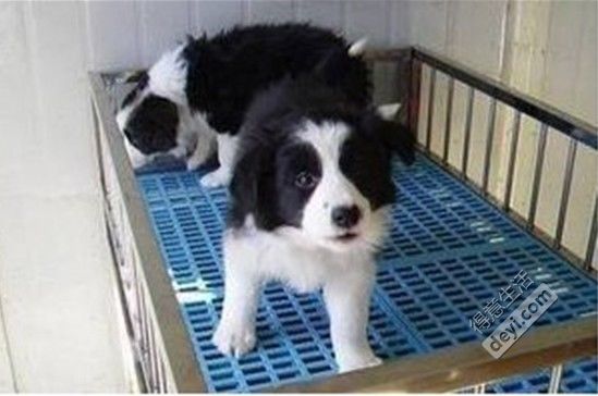 导热油旋转接头 第551页