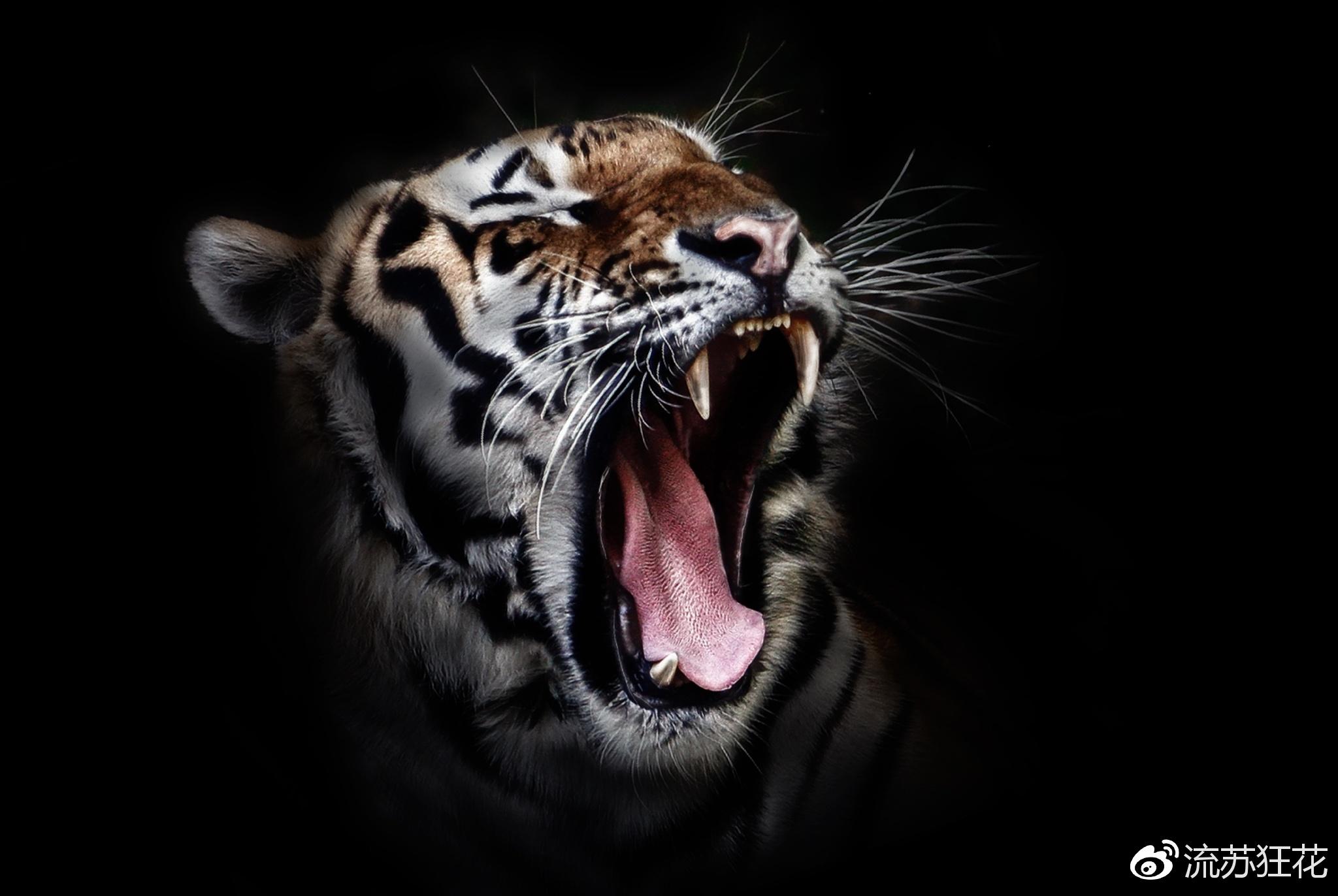 澳门正版猛虎报资料,全身心数据计划_ZWC83.881铂金版