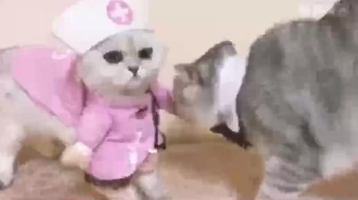 猫咪直播破解版最新，科技猫步引领直播新时代的先锋之选