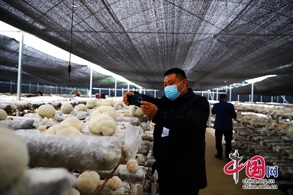 信邦食用菌引领行业新动向，开创健康未来最新消息