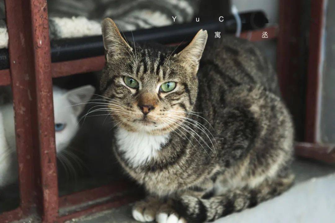 时代背景下的猫缘情深,最新领养猫咪体验分享