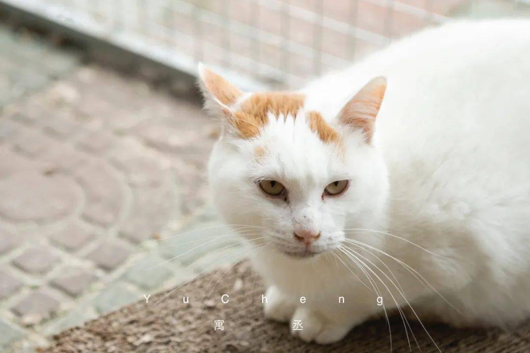 时代背景下的猫缘情深,最新领养猫咪体验分享