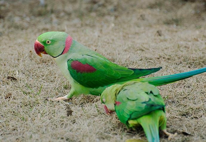 印度尼泊尔最新探秘,小巷风情与美食秘境