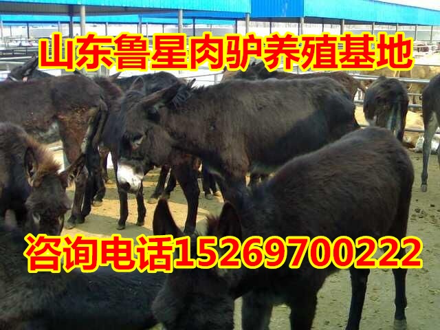 驴行情更新,驴友小明的旅程与深厚友情探索