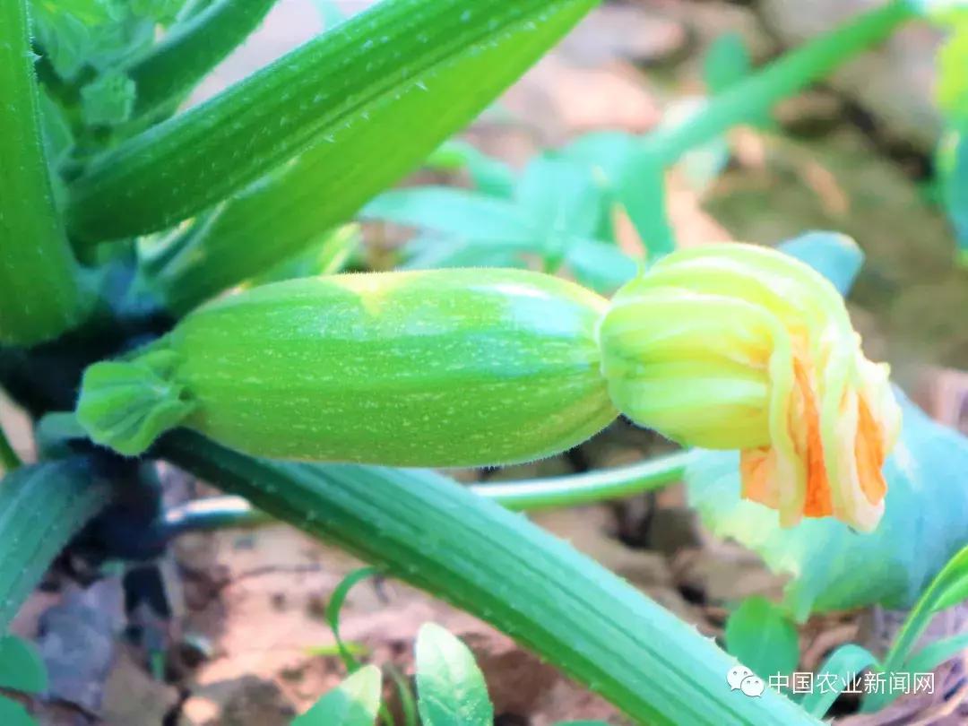 笋瓜热门行情大揭秘,带你探索笋瓜世界的最新动态!