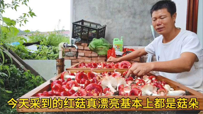 最新红菇,令人瞩目的天然食材之美