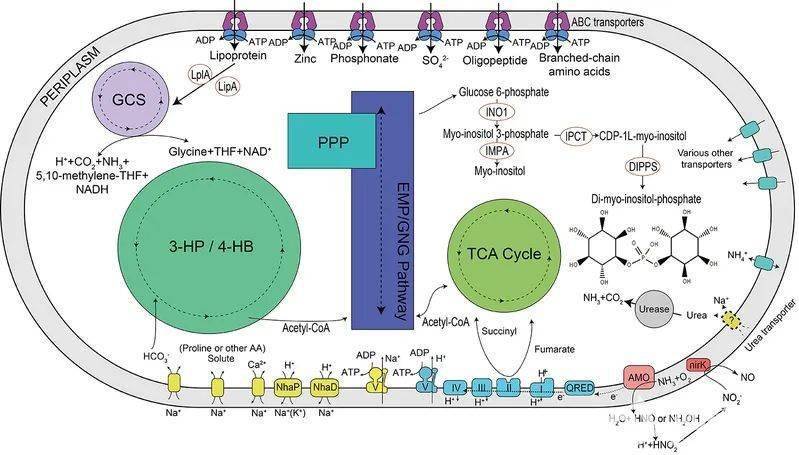 最新氮循环步骤指南详解