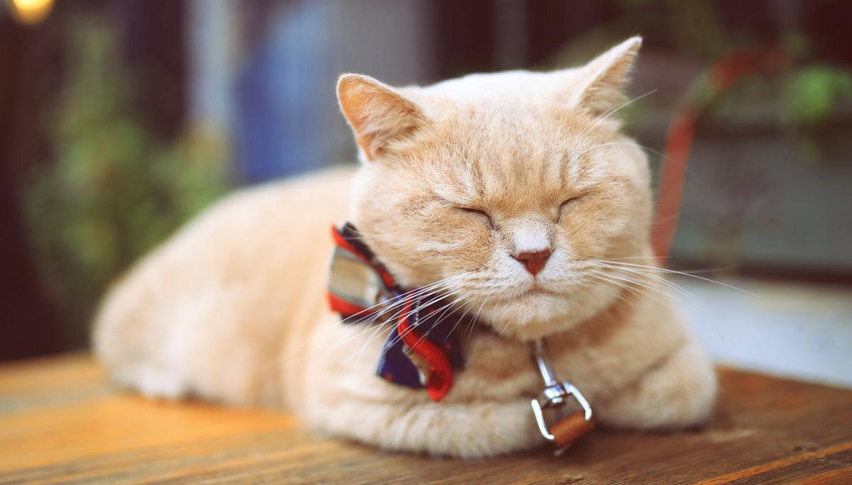 猫咪最新高科技产品介绍