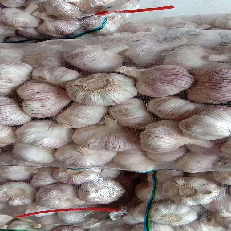 最新大蒜鲜蒜价格及市场分析获取指南