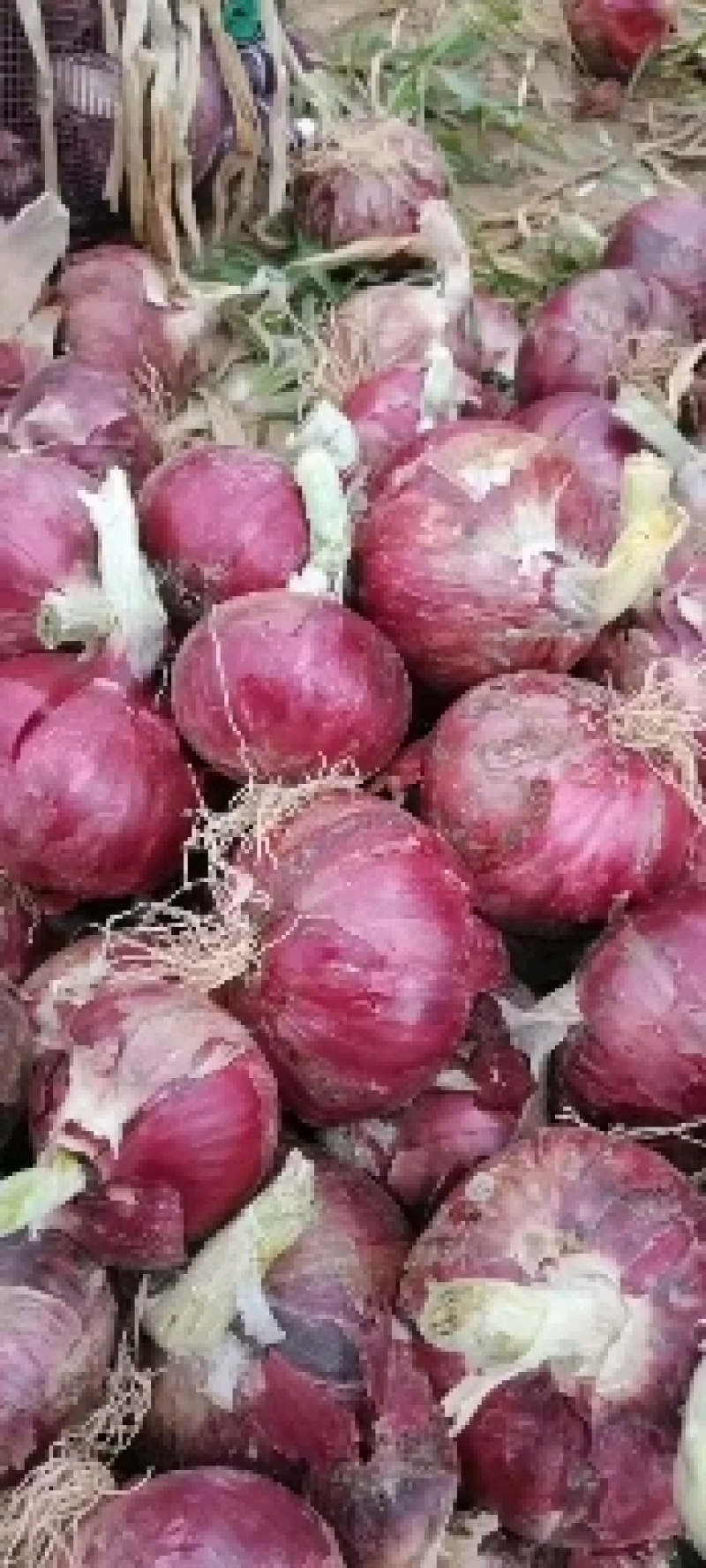 丰县洋葱的成长之路,价格动态与励志故事同步展开