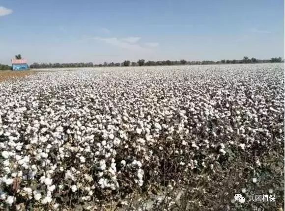 棉花行情与自然探索之旅的双重关注