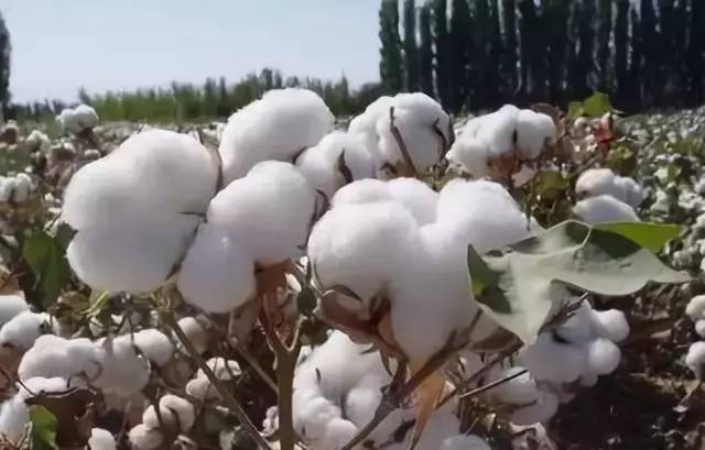 棉花行情与自然探索之旅的双重关注