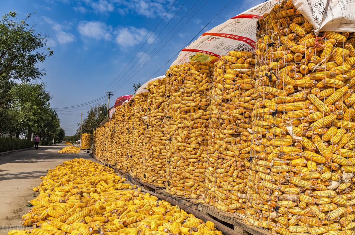 玉米价格最新行情深度解析与观点论述