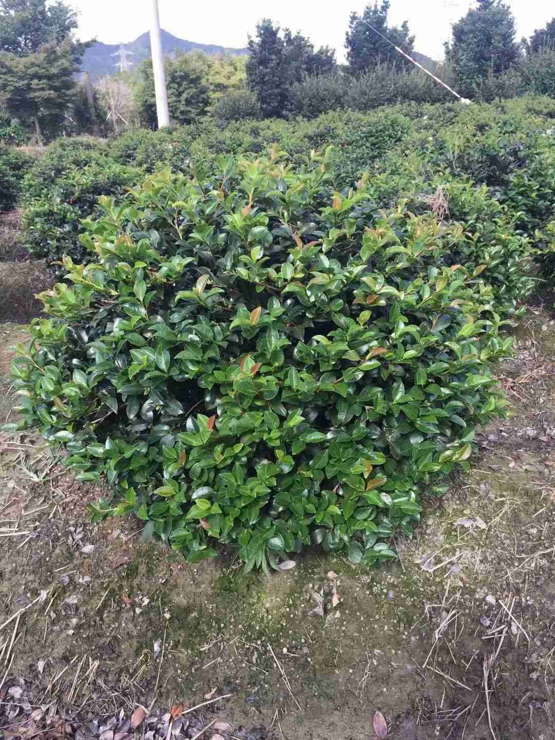茶梅树价格详解，购买指南与考虑因素
