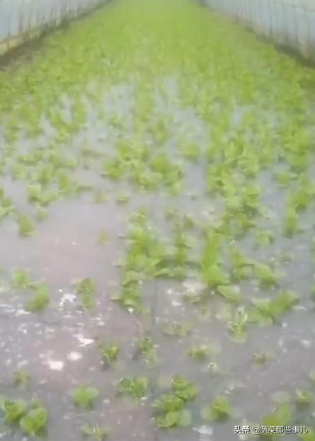 洋葱市场的独特风味,小巷深处的动态观察