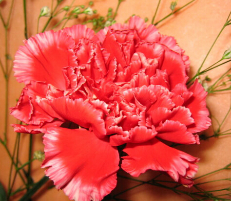 小巷深处的康乃馨鲜花价格与芬芳秘境探索