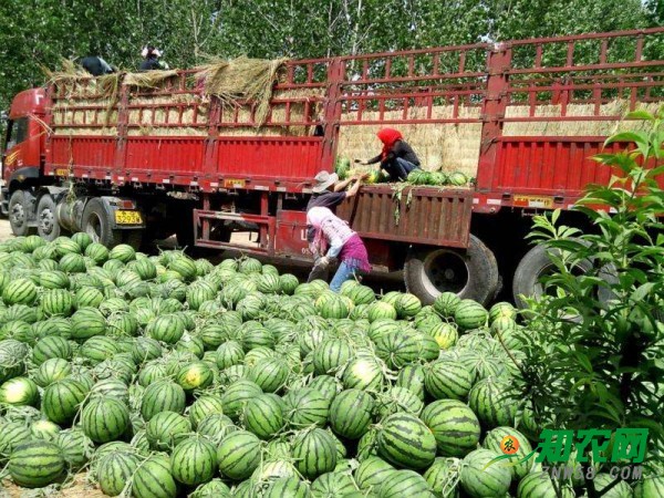 东明西瓜最新价格揭秘，小巷深处的西瓜风味奇遇