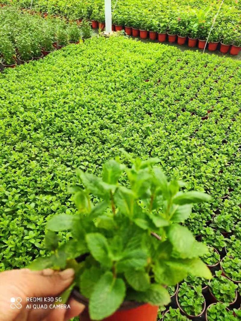 薄荷最新价格,友情与陪伴的温暖故事启程。