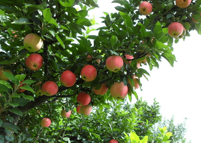 最新果树品种,友情绽放与种植新篇章