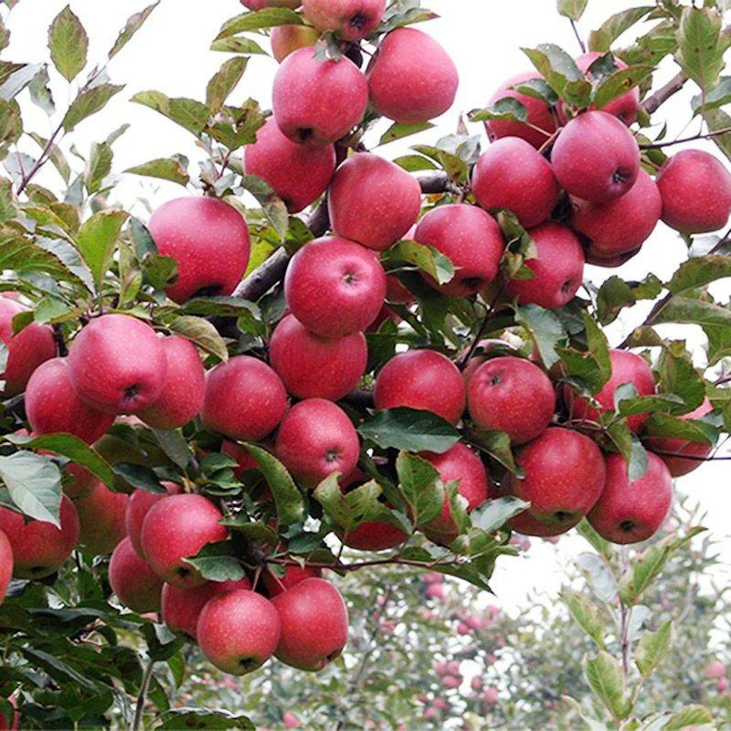 最新果树品种,友情绽放与种植新篇章