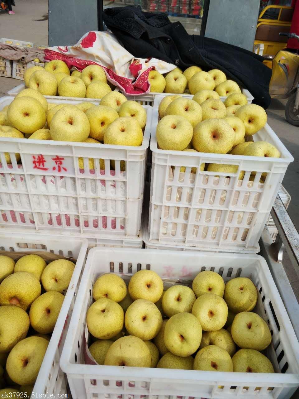 最新酥梨价格探析,市场走势与各方观点分析