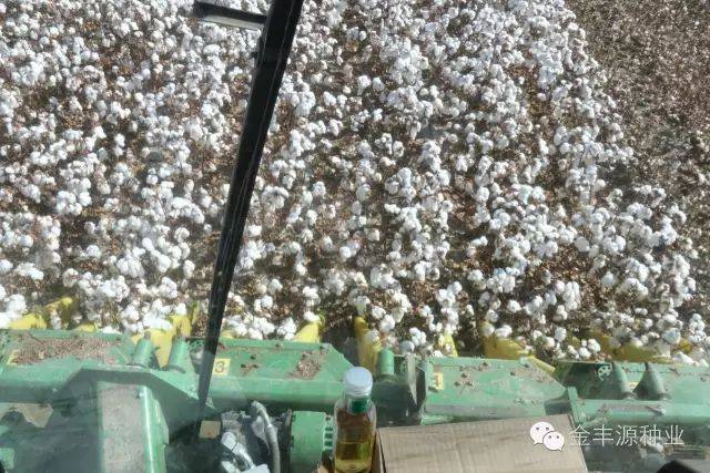 山东棉籽价格,时代见证与市场的脉动