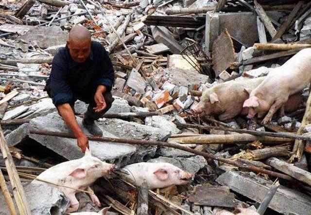 河南大蒜行情最新动态,走势分析与温馨日常体验