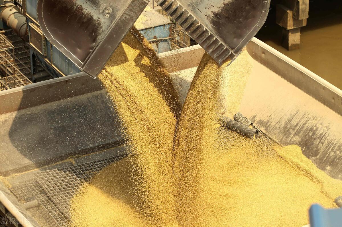 菜籽饼最新价格及市场走势深度解析,多方观点分析市场走势与价格动态