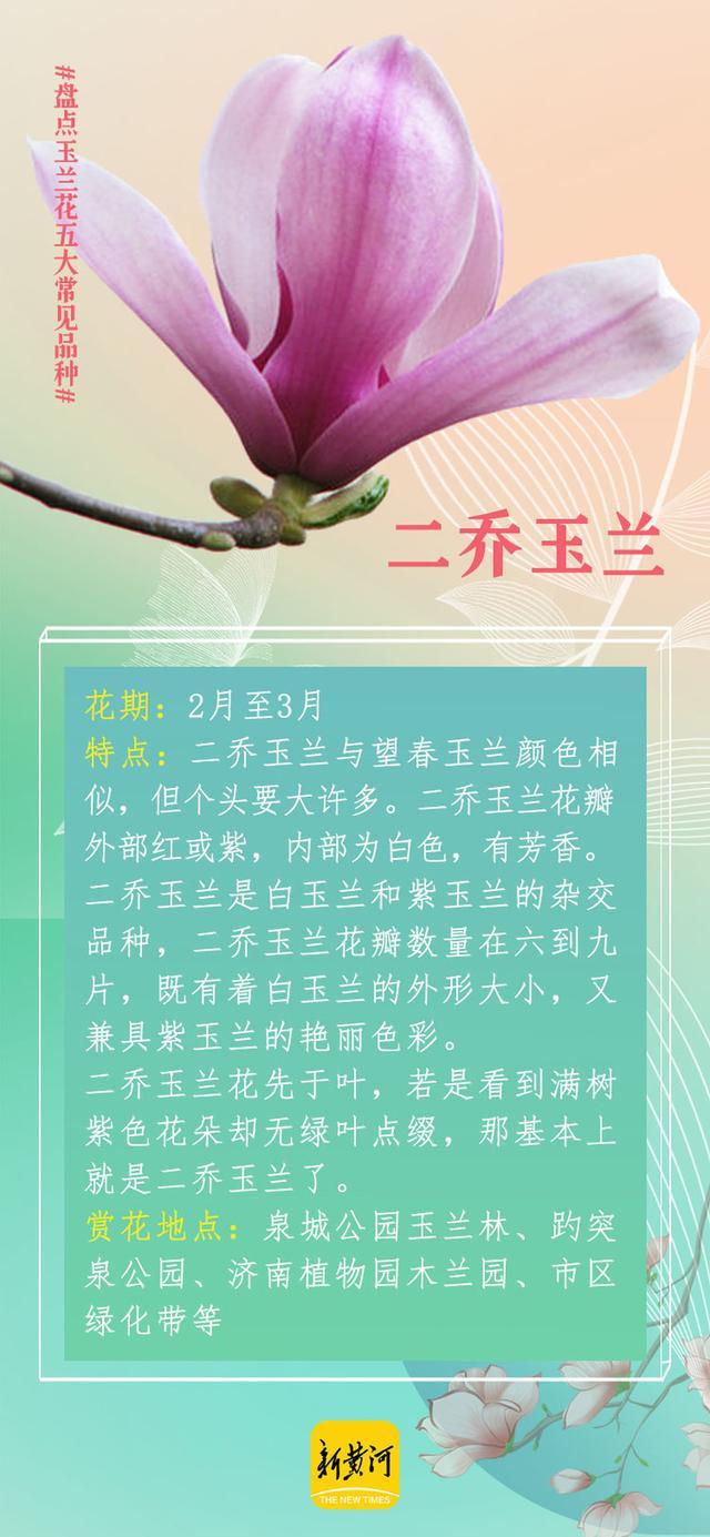 玉兰最新品种揭秘，小巷深处的绿意秘境