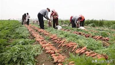 莱西胡萝卜最新行情价格