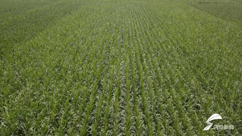 德州玉米最新价格揭秘,小巷深处的秘密美味与探秘之旅