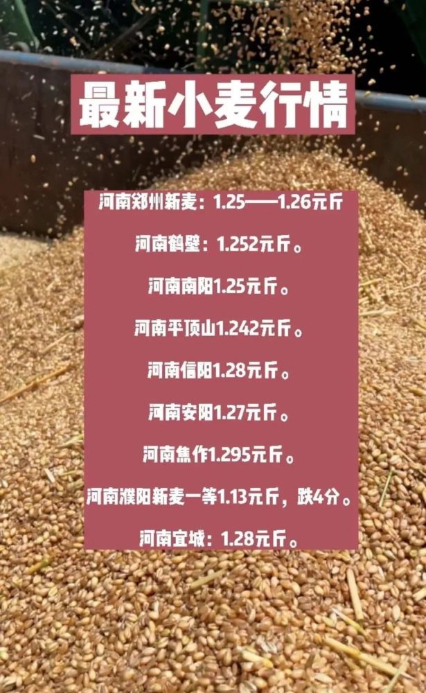 亳州小麦最新行情揭秘，小巷深处的麦香秘密与价格动态