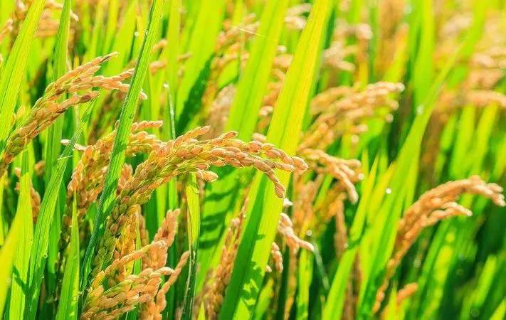 辽宁水稻价格最新动态，变化中的学习成就自信之路