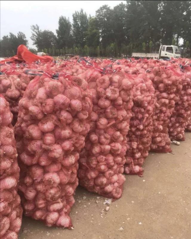 大蒜价格最新行情更新报告，市场动态与价格走势分析