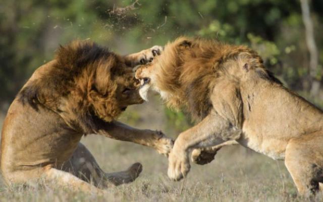 探索前沿,最新动物配种视频概览(2025版)