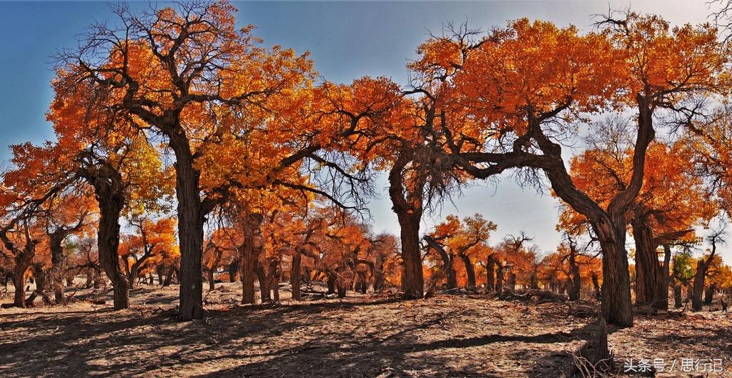 居延海门票购买指南,最新门票信息及购买步骤(适合初学者与进阶用户)