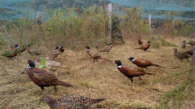 最新山鸡油子介绍