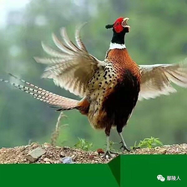 最新山鸡油子介绍