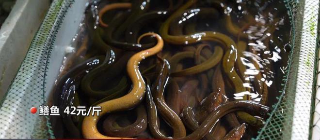 科技助力黄鳝价格更新,生活品质再升级