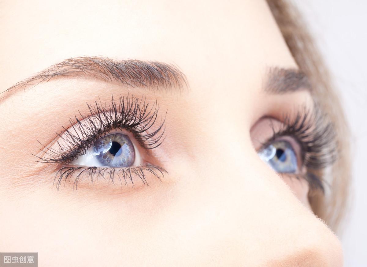 鸽子的奇妙日常与友情纽带,最新鸽子术揭秘