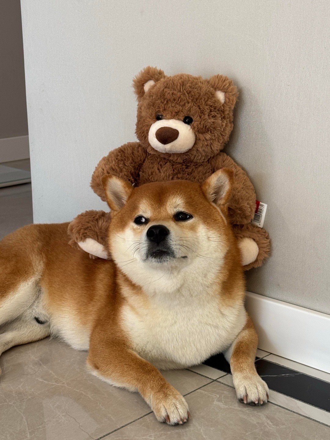 柴犬最新趋势，时尚与忠诚的代表犬种更新动态
