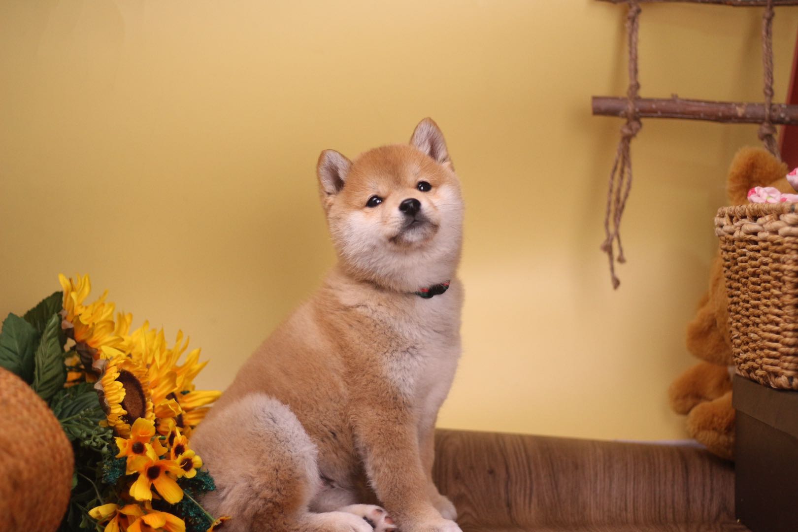 柴犬最新趋势,时尚与忠诚的代表犬种更新动态