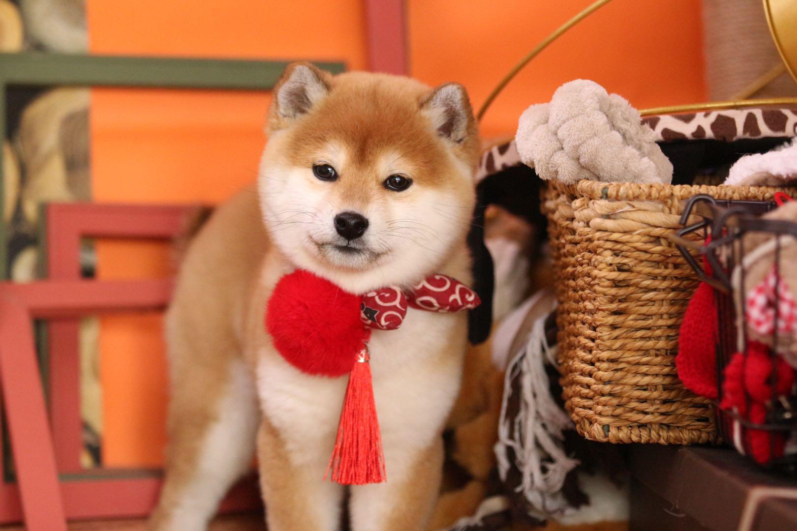 柴犬最新趋势,时尚与忠诚的代表犬种更新动态