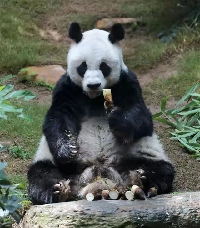 入境香港隔离政策最新解读与更新